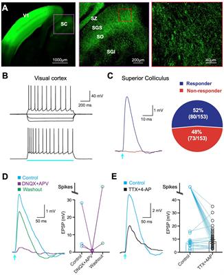 Characterization of primary visual cortex input to specific cell types in the superior colliculus